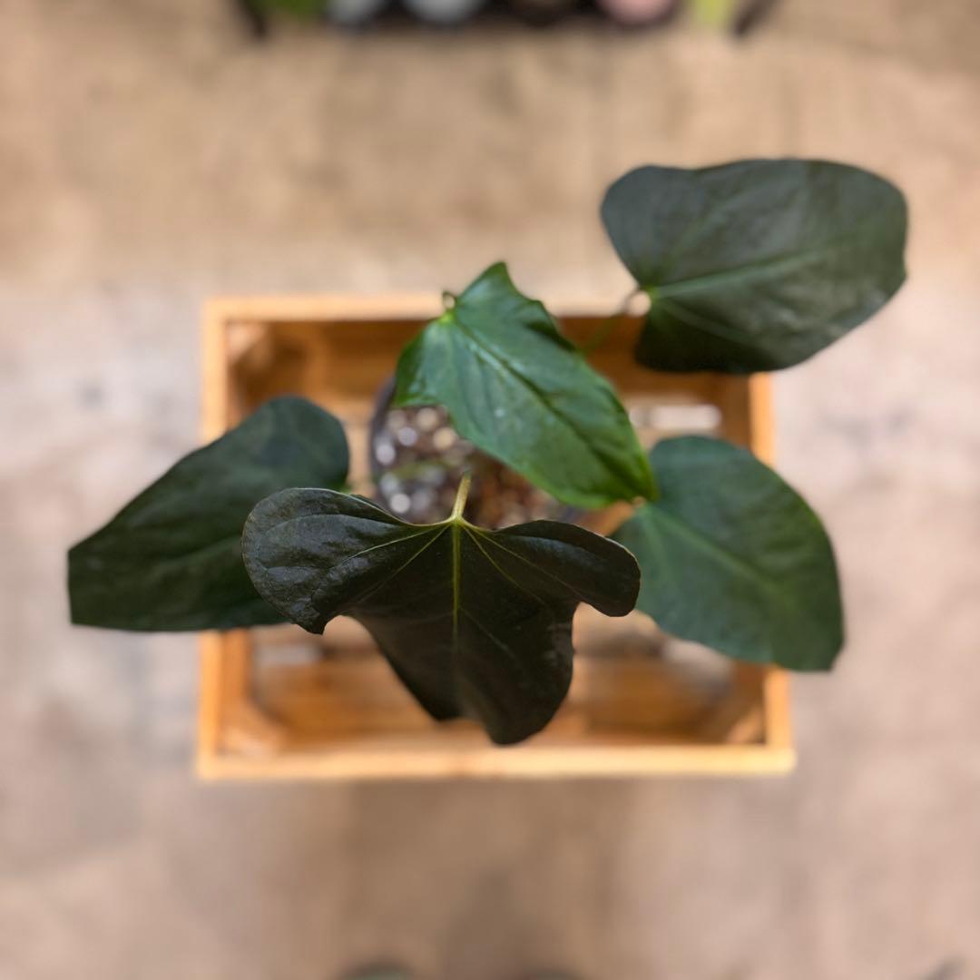 85 アンスリウム　ポルティラエ　ダークフォーム　オープンサイナス