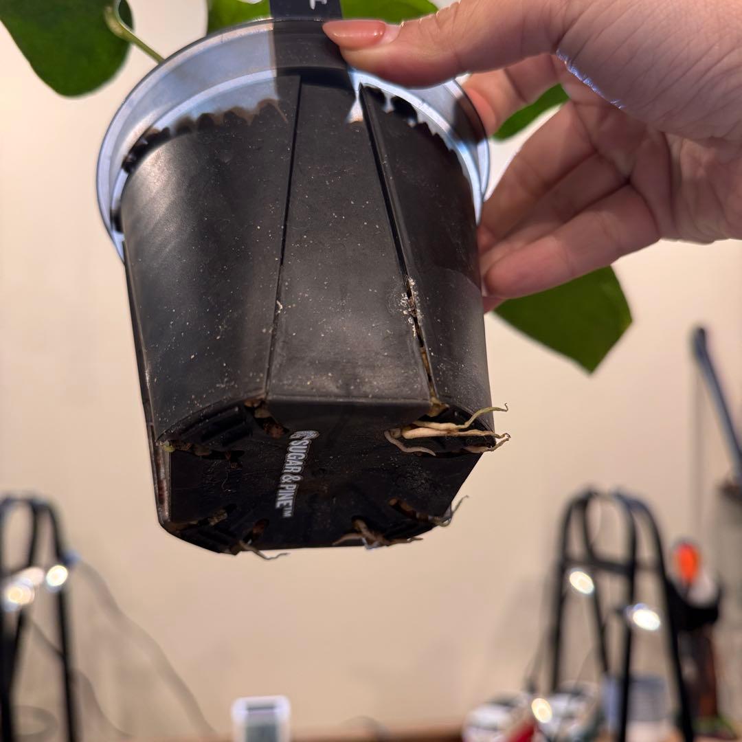 85 アンスリウム　ポルティラエ　ダークフォーム　オープンサイナス