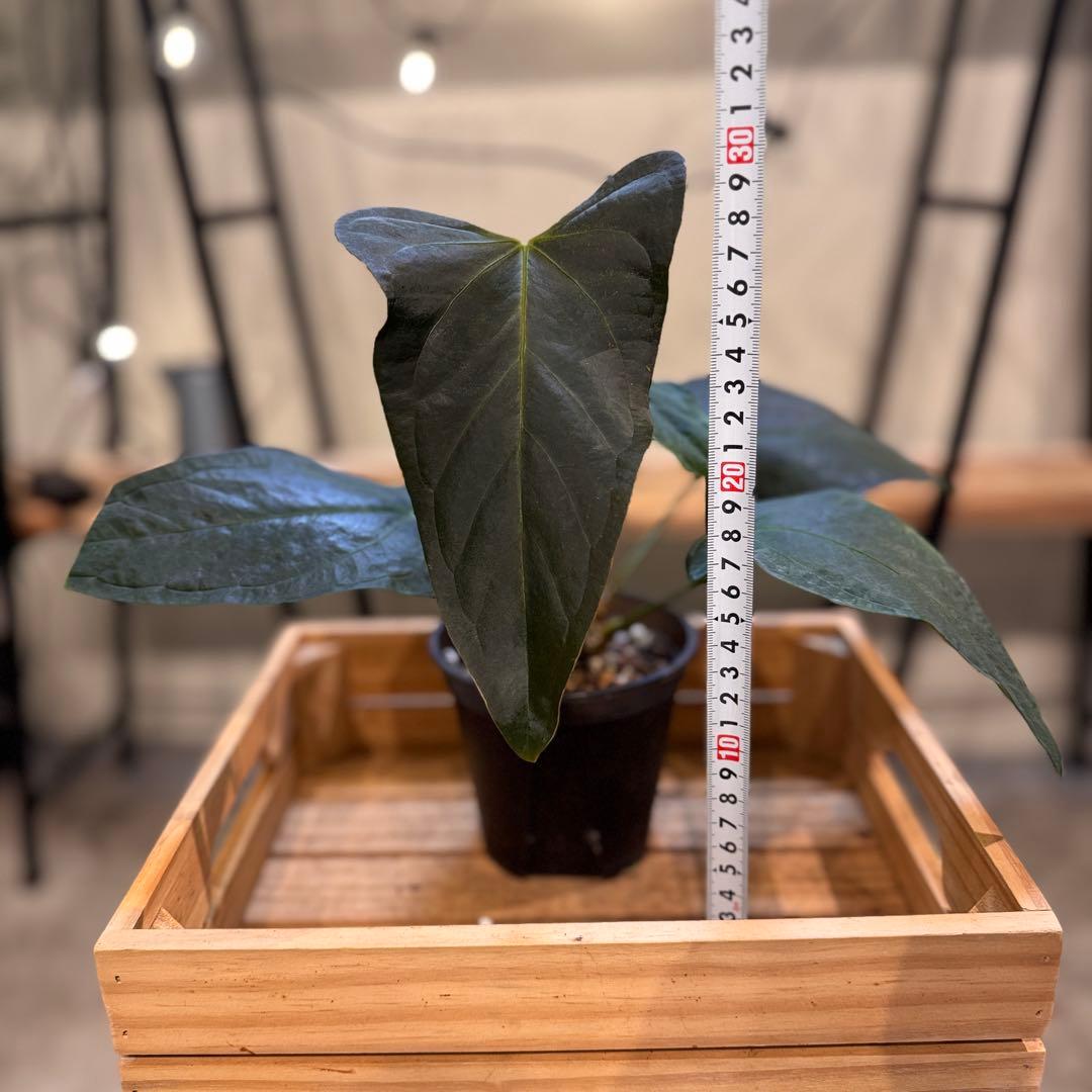 85 アンスリウム　ポルティラエ　ダークフォーム　オープンサイナス