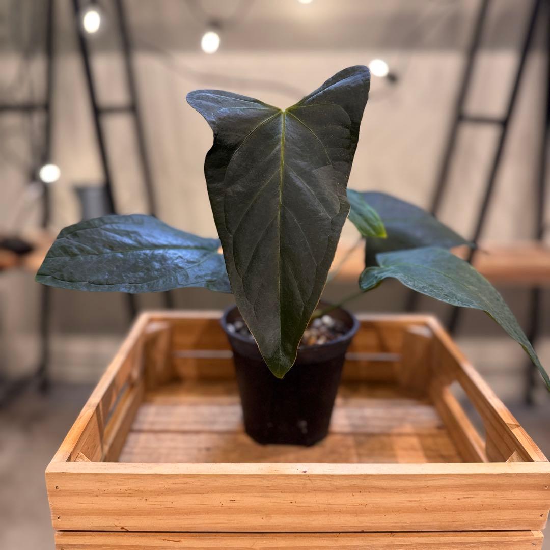 85 アンスリウム　ポルティラエ　ダークフォーム　オープンサイナス