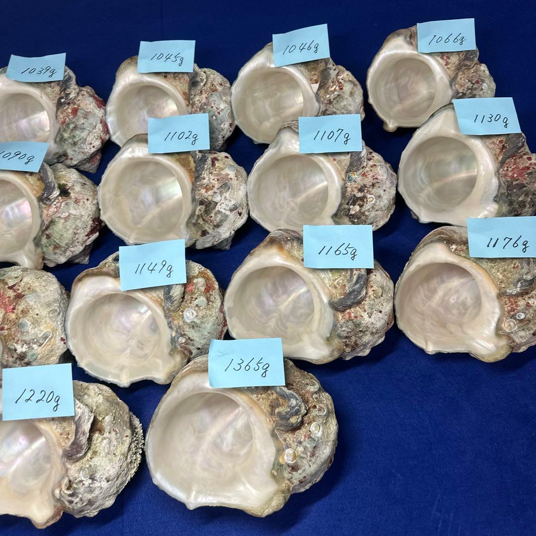 大型夜光貝　ヤコウ貝　まとめ売り　17個　19kg アクセサリー　ルアー