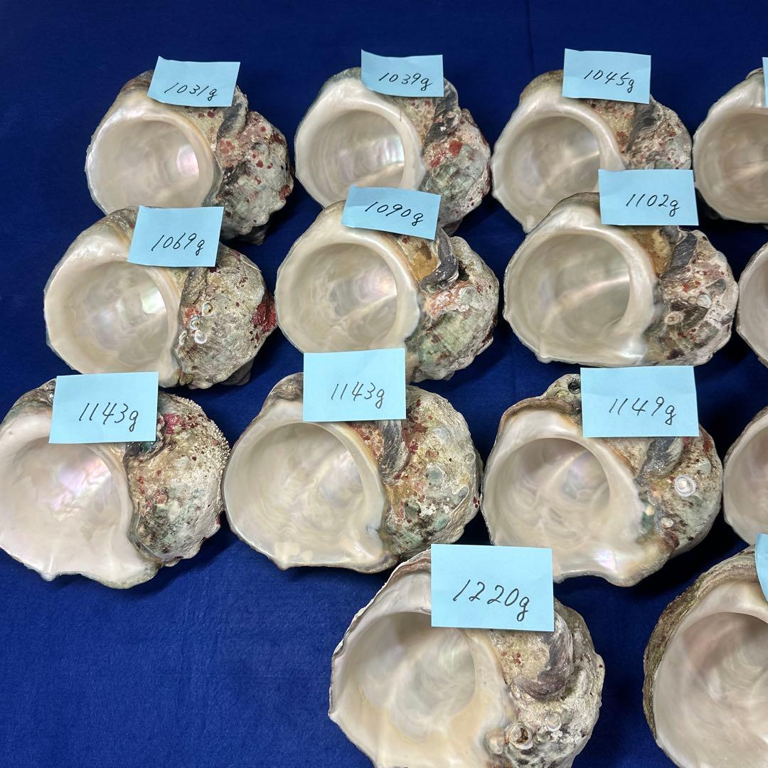 大型夜光貝　ヤコウ貝　まとめ売り　17個　19kg アクセサリー　ルアー