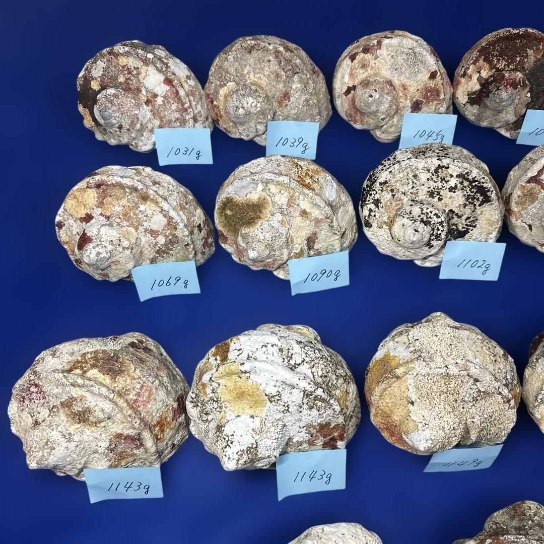 大型夜光貝　ヤコウ貝　まとめ売り　17個　19kg アクセサリー　ルアー