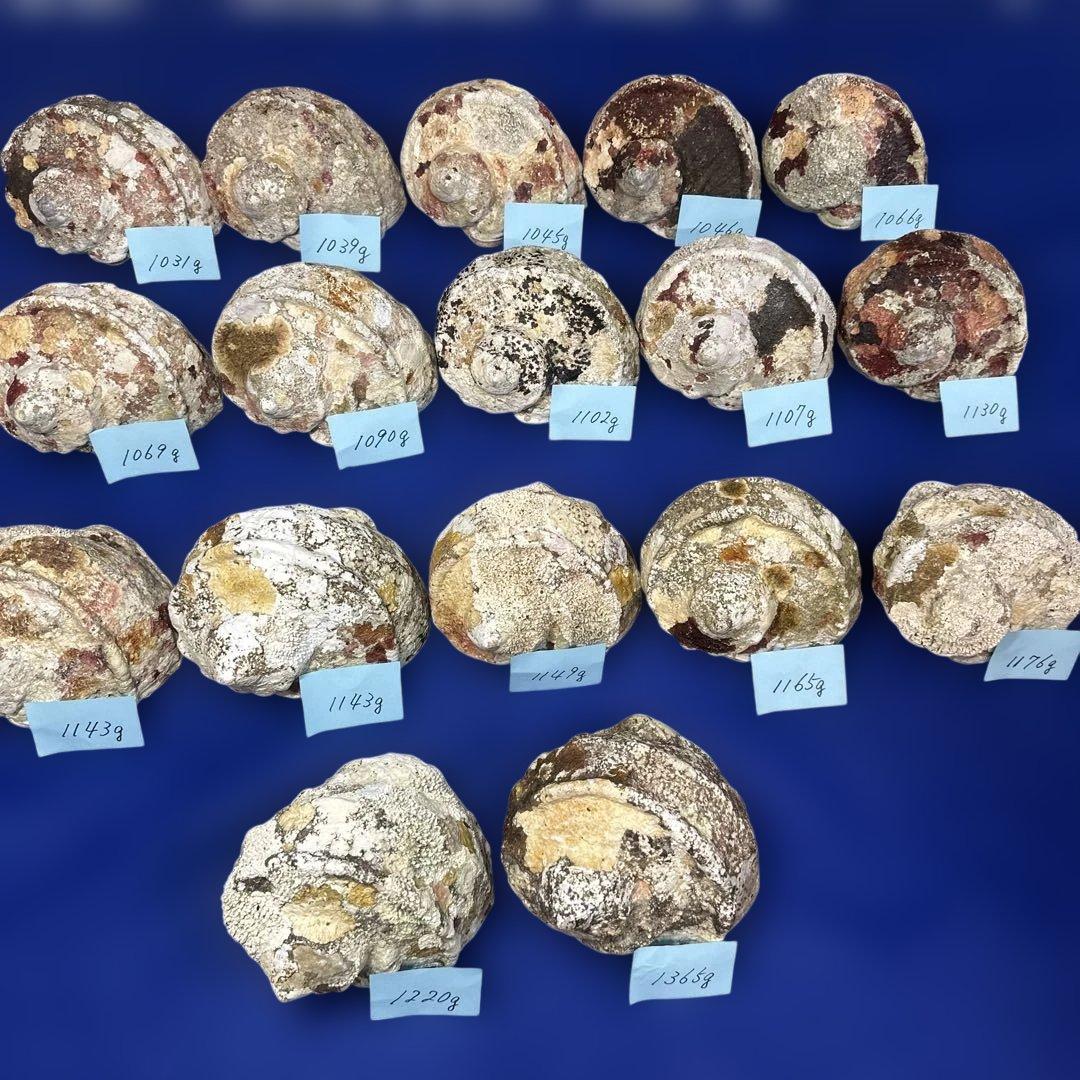 大型夜光貝　ヤコウ貝　まとめ売り　17個　19kg アクセサリー　ルアー