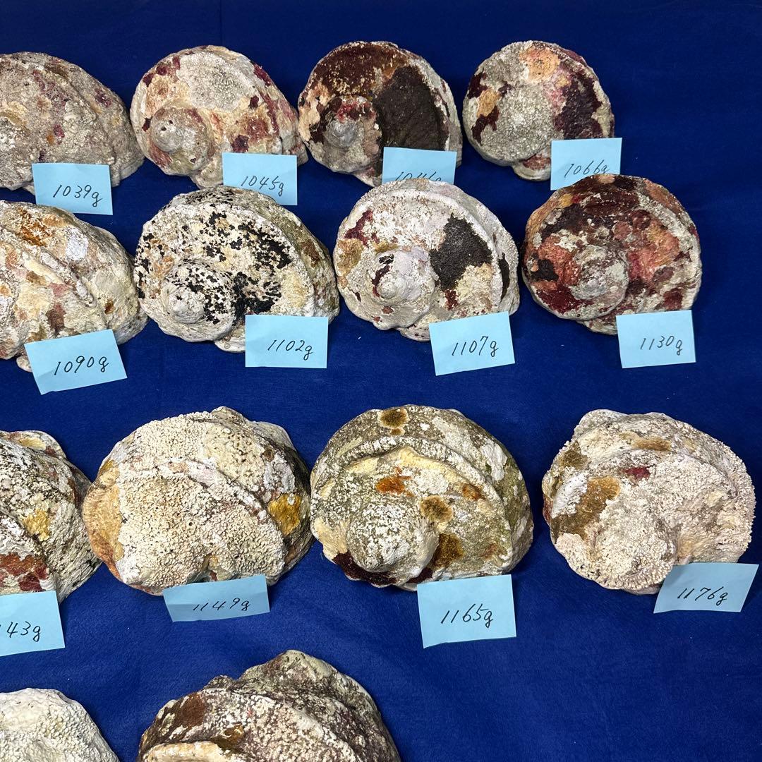 大型夜光貝　ヤコウ貝　まとめ売り　17個　19kg アクセサリー　ルアー