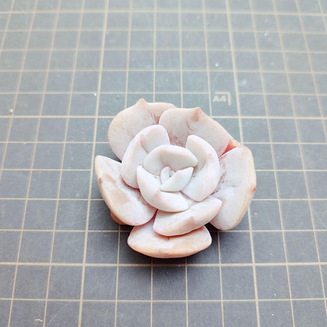 リラシナ変異◎多肉植物 カット苗 韓国苗 エケベリア等