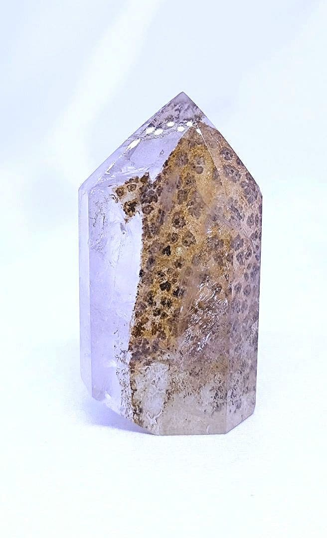 デンドリティック　ゴールデンヒーラー　ポイント　虹　豹柄　リバーシブル