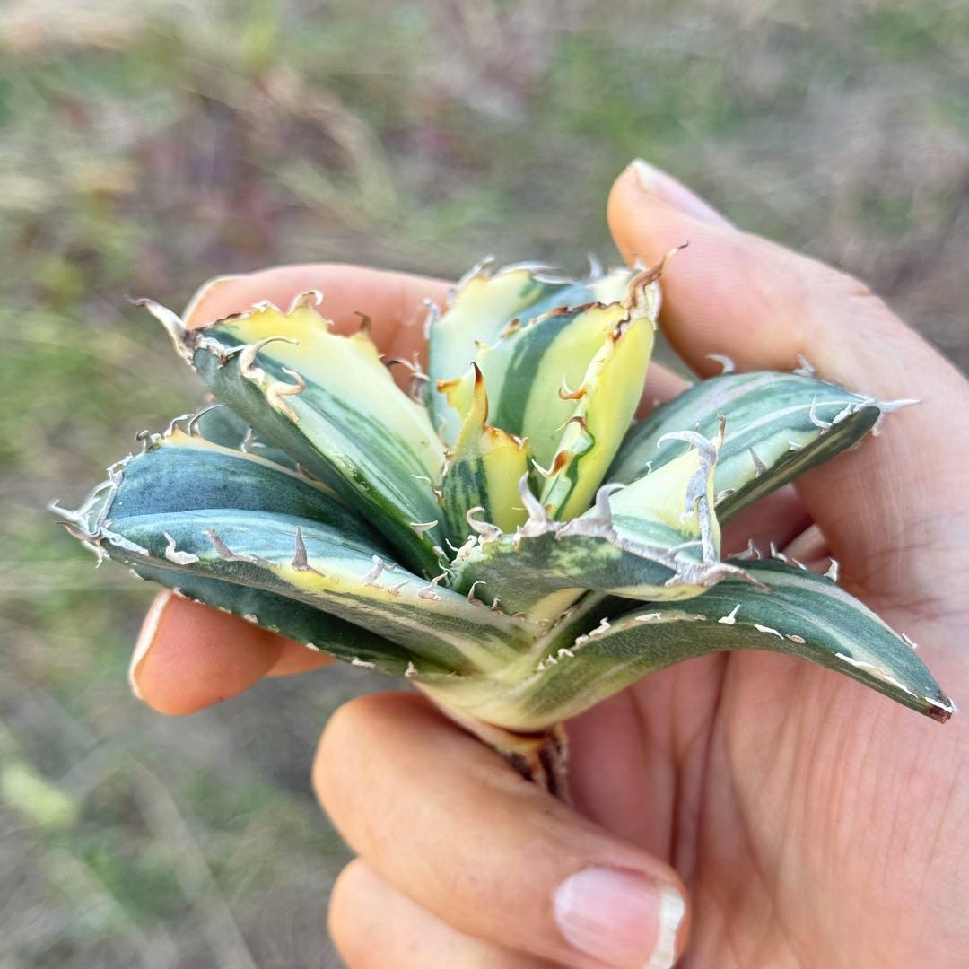アガベ チタノタ 白鯨錦 縞斑