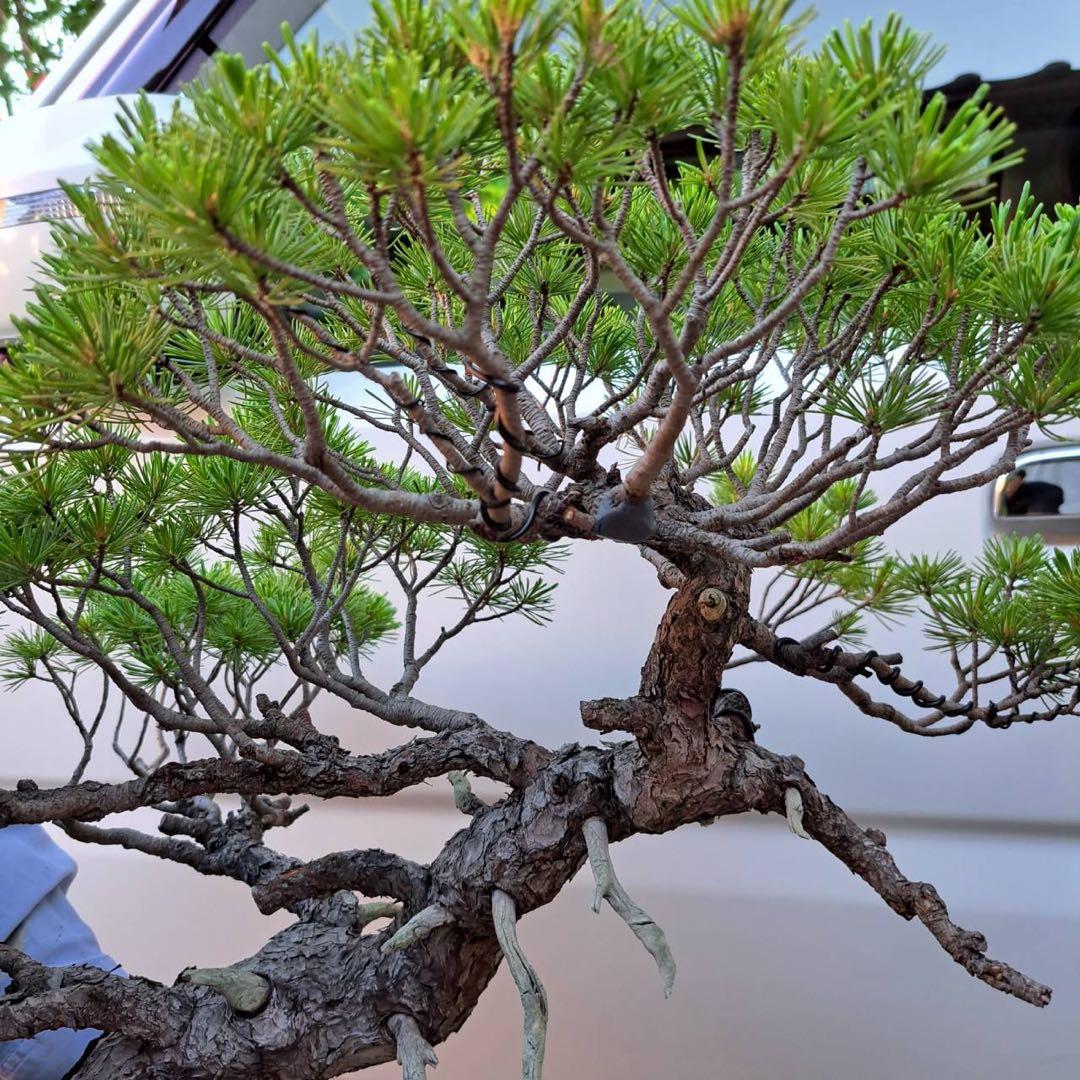 盆栽 五葉松 【那須五葉松】 赤松/黒松/杜松/真柏 - メルカリ