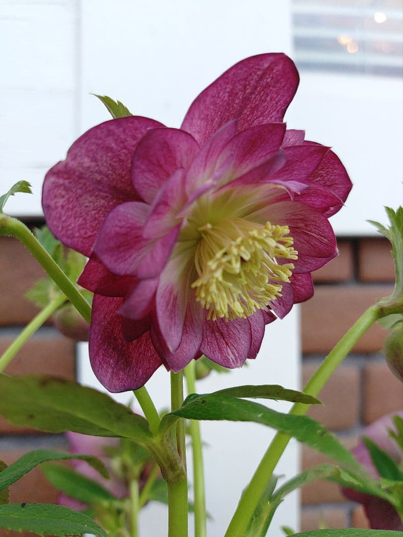 クリスマスローズ 広瀬園芸 4号鉢 - メルカリ