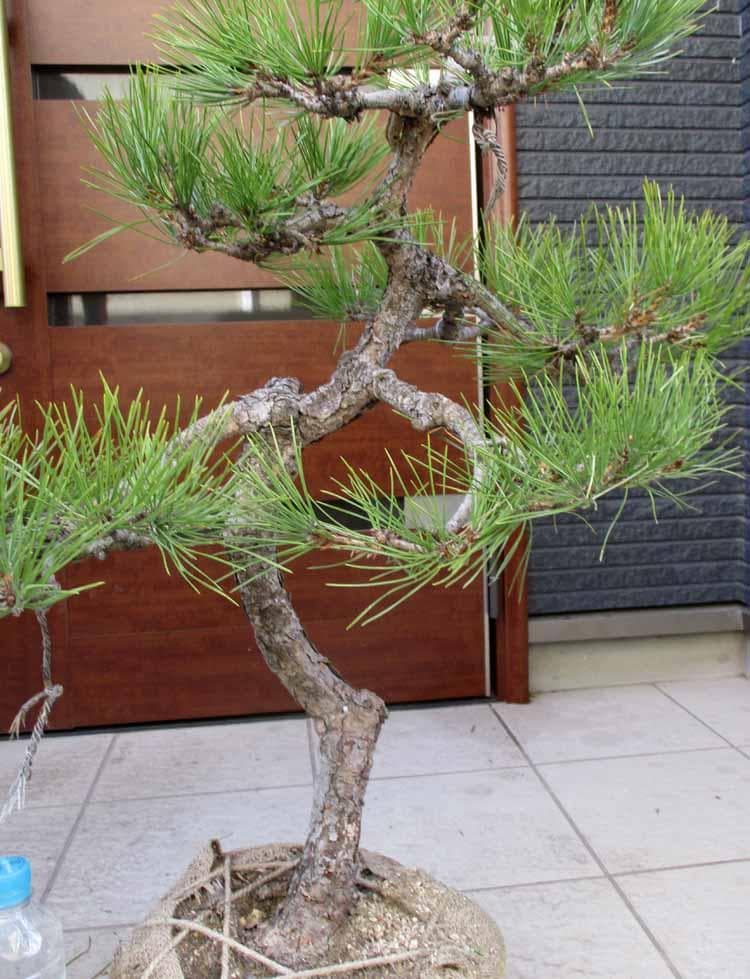 現品】黒松（くろまつ）（クロマツ）根巻 ム6番 - メルカリ