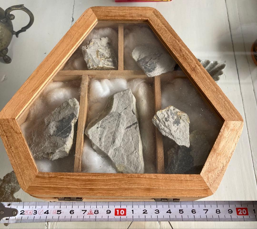 ◾️化石標本 木箱セット 70s×静けさのインテリア｜ELLE・エスカイア系