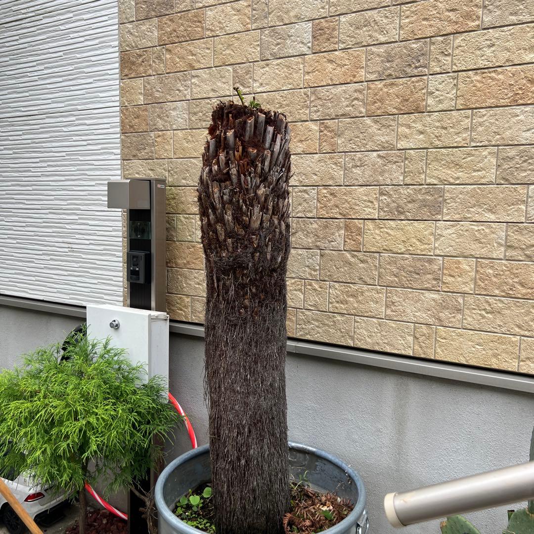 破格　大株　ディクソニア　アンタルティカ