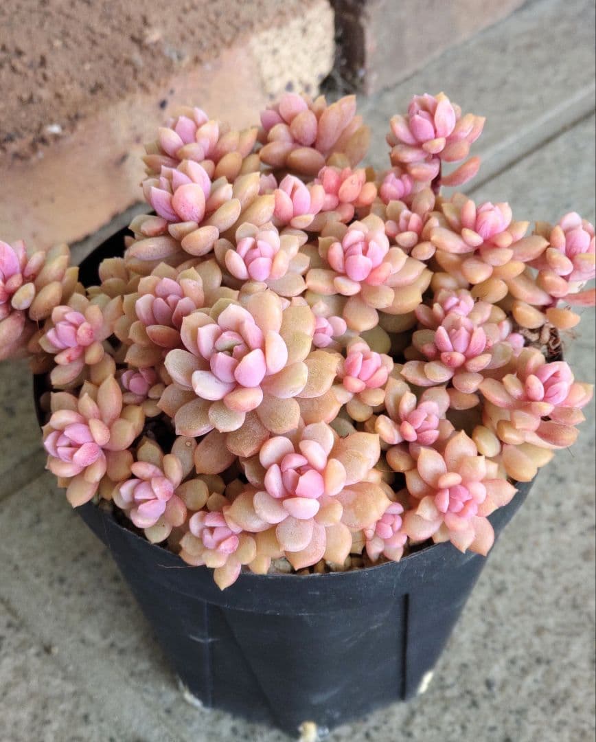 レ*ン様 リンダリンダ　札付き　群生鉢　ぼのぼのさん苗　抜き苗