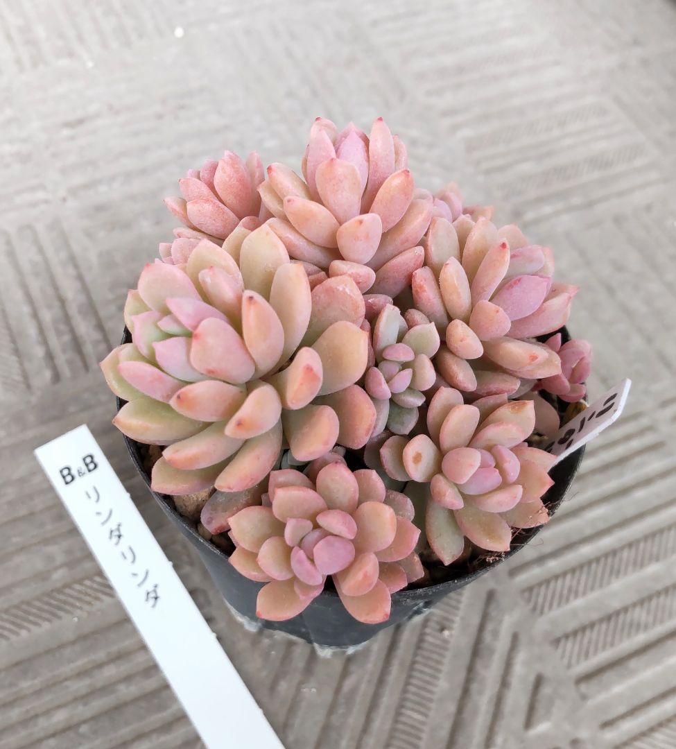 レ*ン様 リンダリンダ　札付き　群生鉢　ぼのぼのさん苗　抜き苗