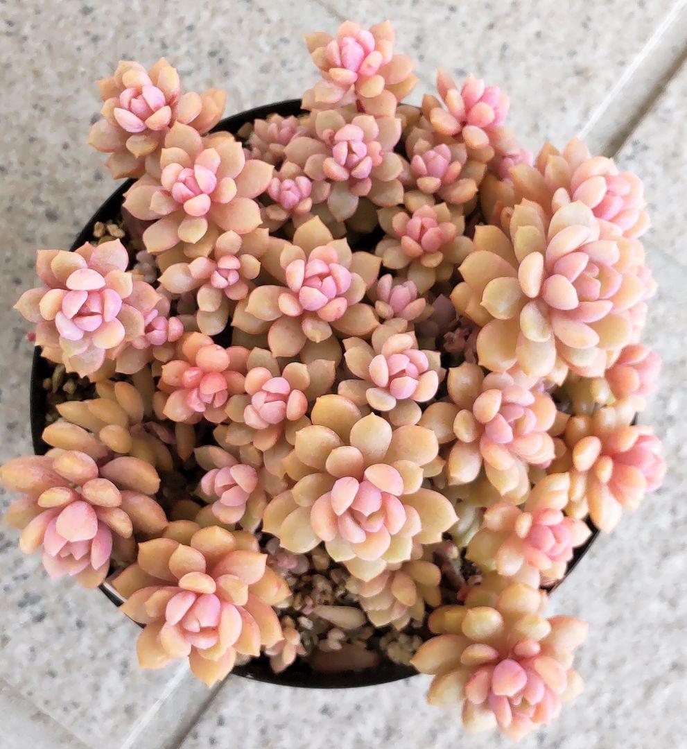 レ*ン様 リンダリンダ　札付き　群生鉢　ぼのぼのさん苗　抜き苗