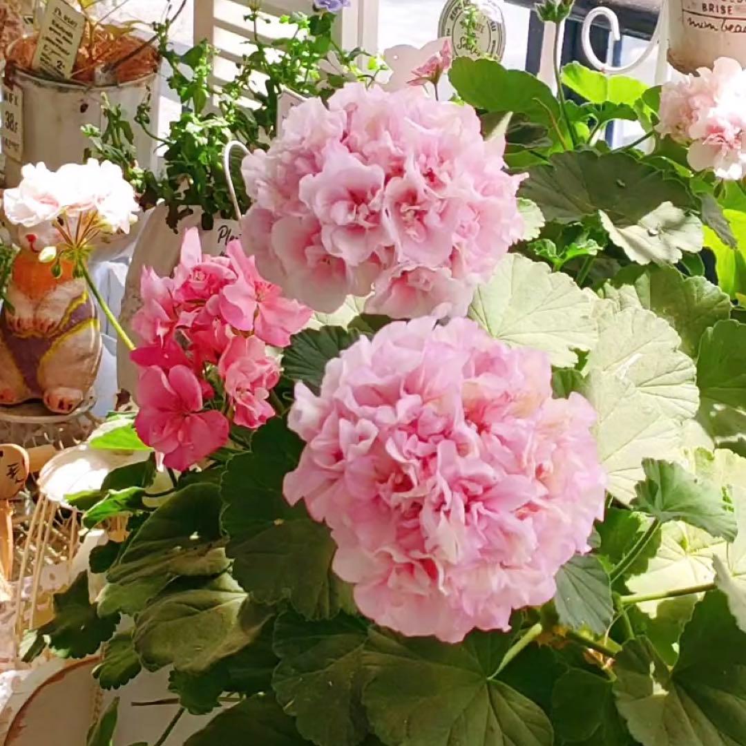 挿し穂 一本 希少ゼラニウム 珍しい品種ゼラニウム - メルカリ