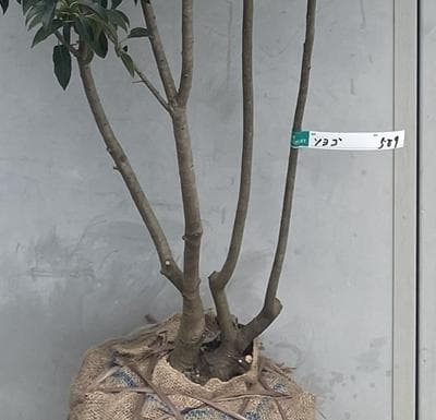 《現品》ソヨゴ　株立ち(雄雌不明株)　樹高1.7ｍ（根鉢含まず）589【苗木】