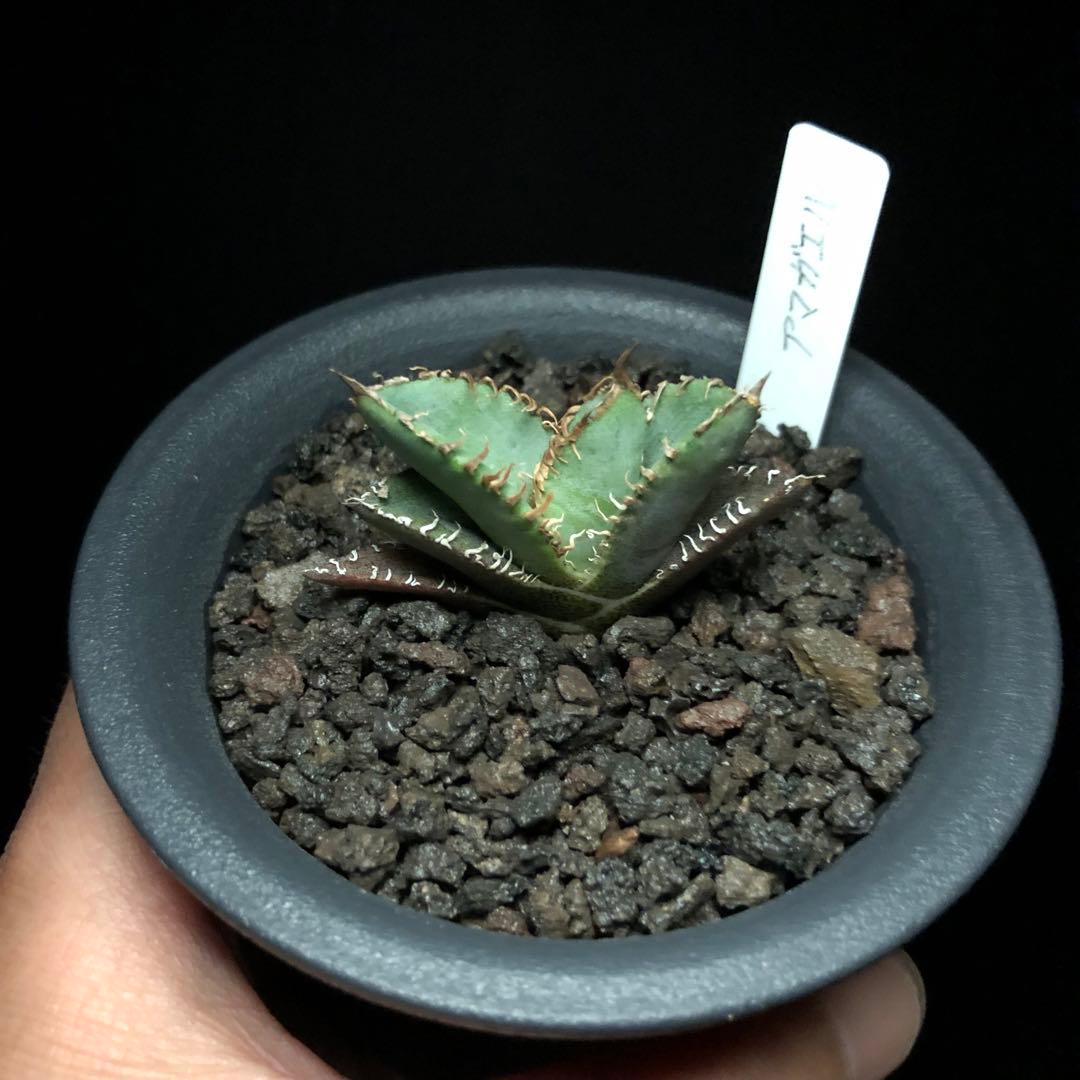 多肉植物^o^ 葉挿し赤ちゃんほろ酔い美人錦