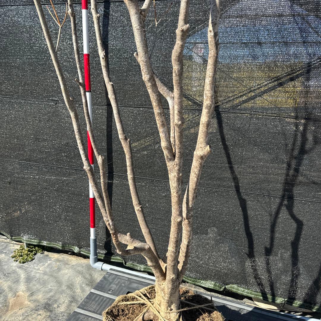 《お引き取り/本州配送可》特大極上株/ドウダンツツジ【現品限り】6