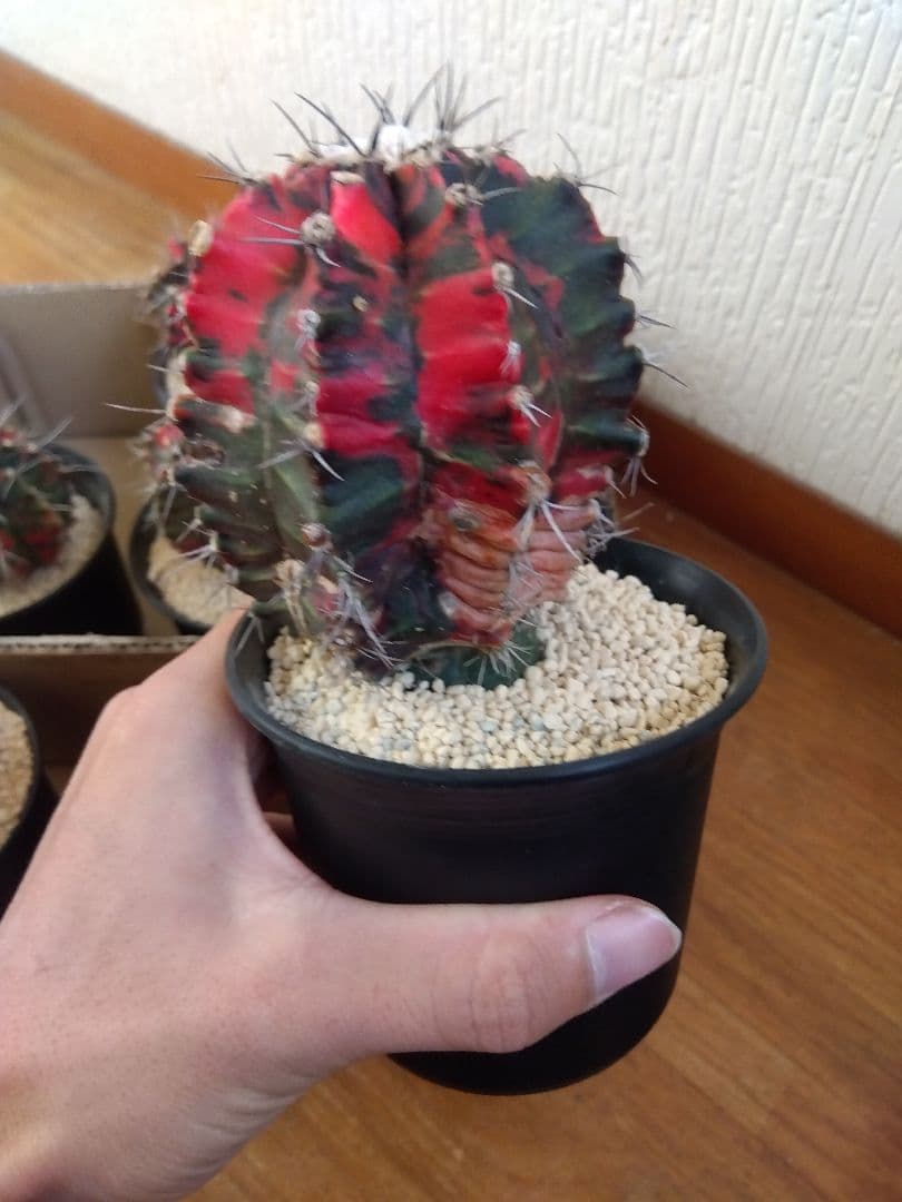 サボテン 緋牡丹錦 接木 9鉢セット❗大特価❗ ① - メルカリ