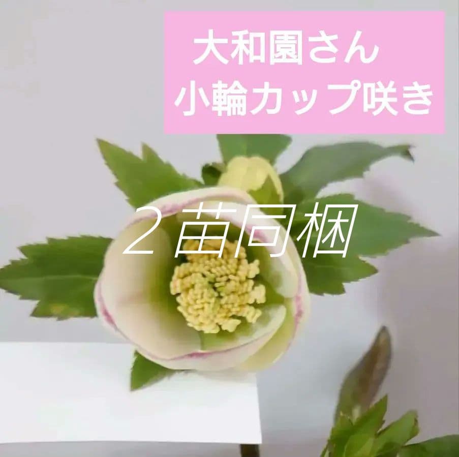 クリスマスローズ 大和園さん ピコティ ss 株分け 苗 カップ咲き