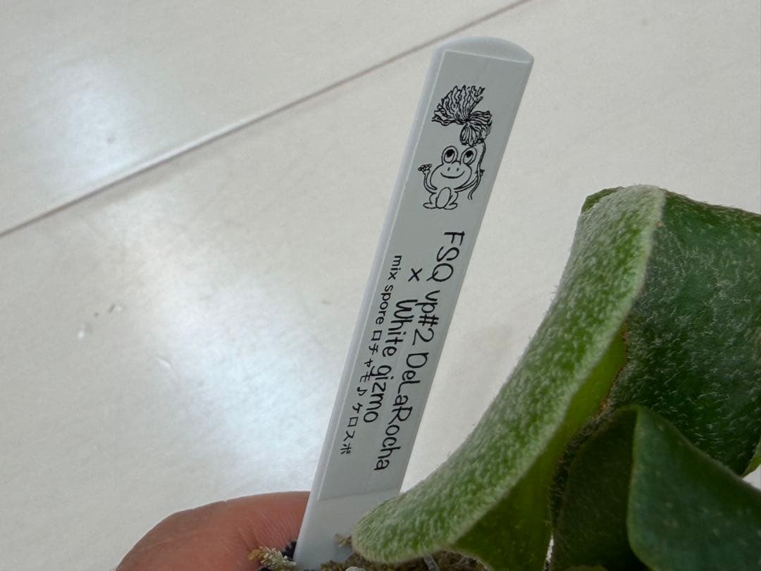 選抜 ロチャモ FSQ DeLaRocha × gizmo ミックスspore | Shop at