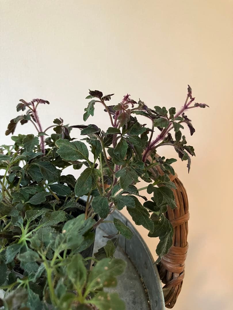 ミカニアデンタータ　④ポット苗