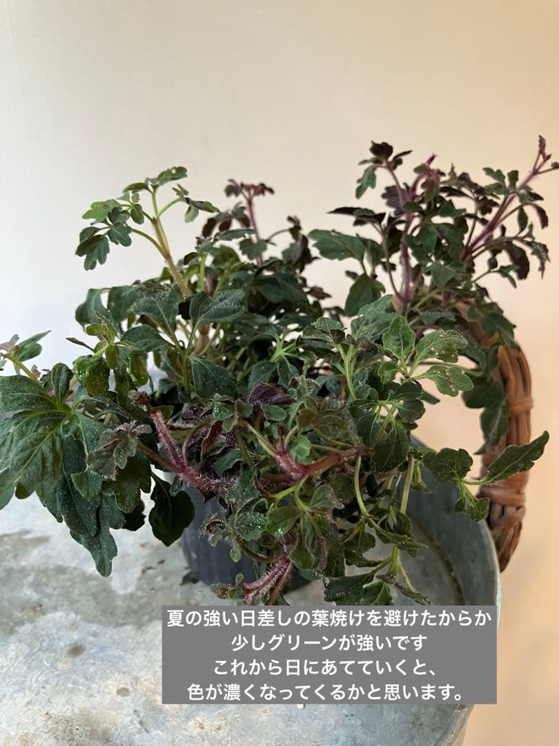 ミカニアデンタータ　④ポット苗