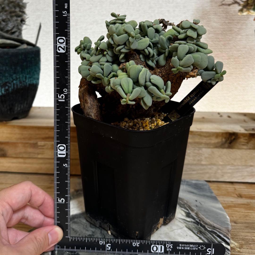 ケラリア ピグマエア 発根済み 現地球XLサイズ