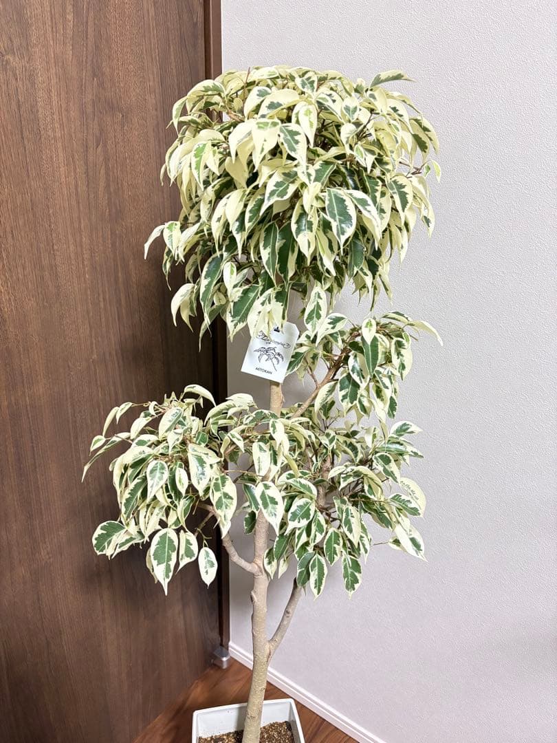 フィカス　ベンジャミン　スターライトビューティークイーン