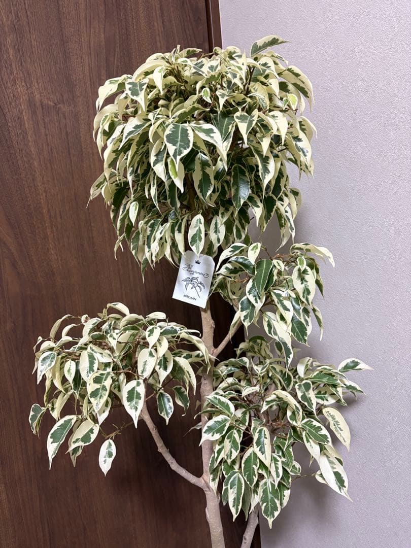 フィカス　ベンジャミン　スターライトビューティークイーン