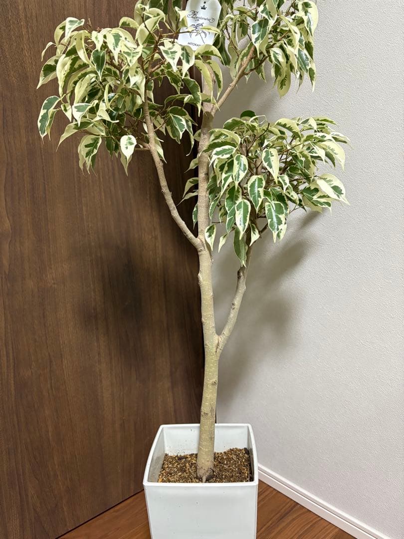 フィカス　ベンジャミン　スターライトビューティークイーン