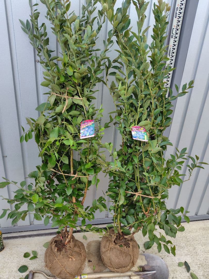 ブルーベリー苗パウダーブルー＆バルドウィン大苗2本セット