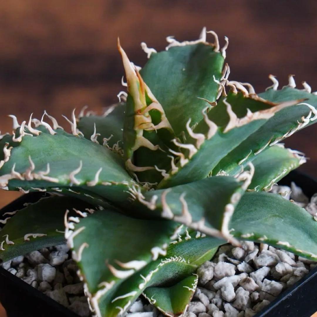 030】アガベ オテロイ 実生／抜き苗発送 - メルカリ