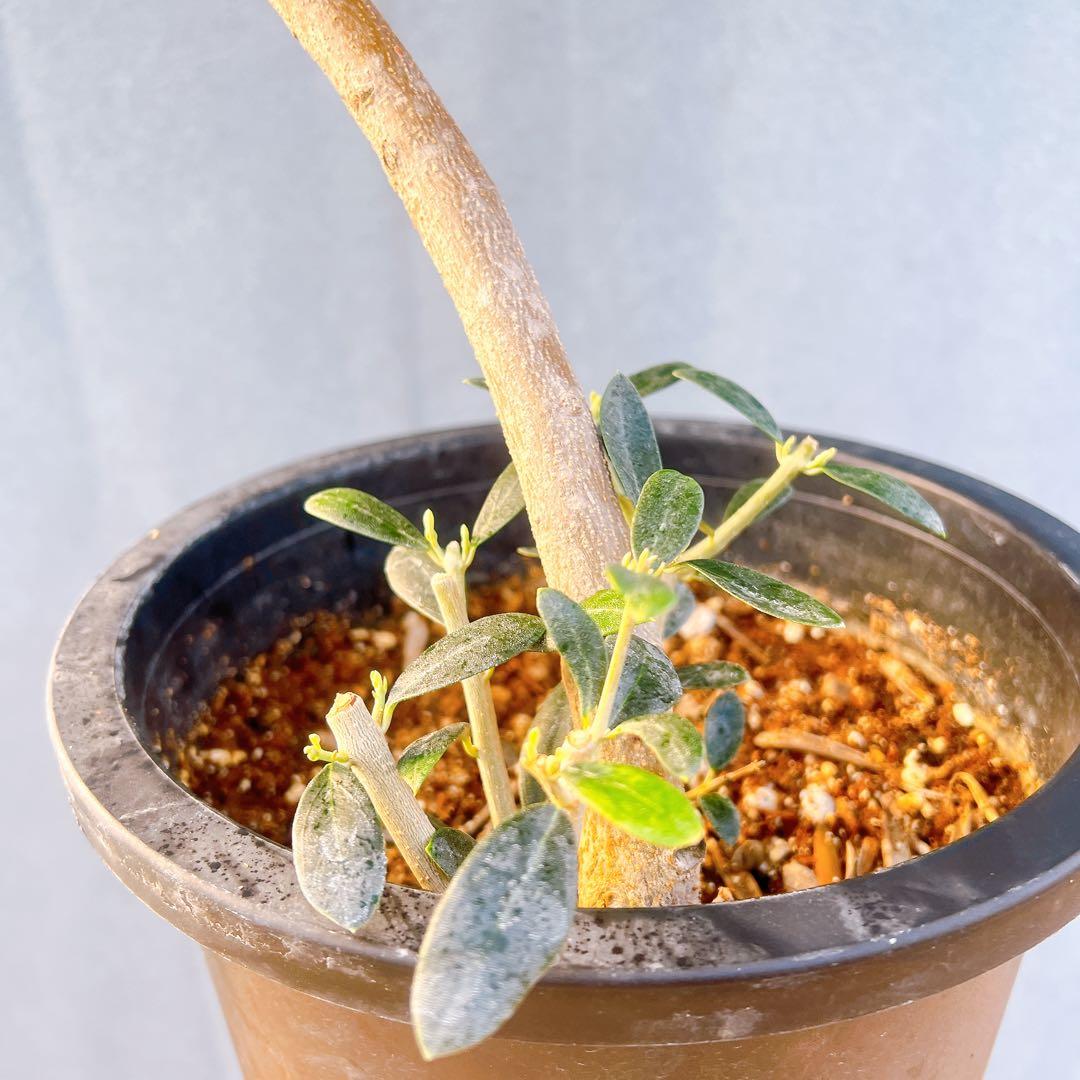 現品　創樹　オリーブの木　オリーブ　マンザニロ　8番　観葉植物　野外　希少　果樹