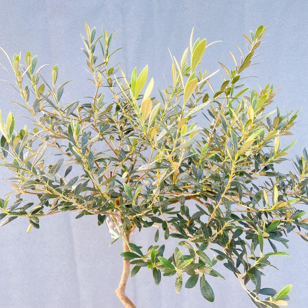 現品　創樹　オリーブの木　オリーブ　マンザニロ　8番　観葉植物　野外　希少　果樹