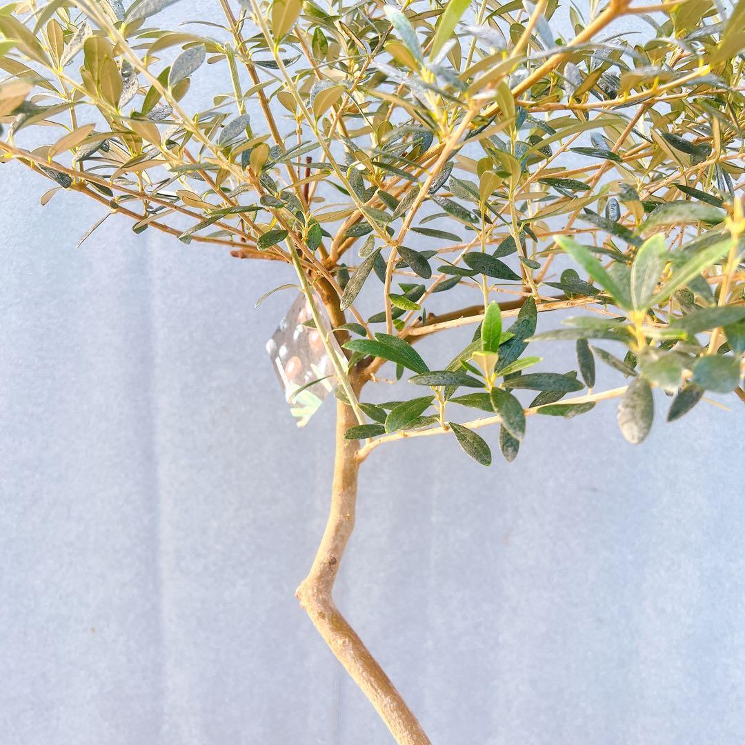 現品　創樹　オリーブの木　オリーブ　マンザニロ　8番　観葉植物　野外　希少　果樹