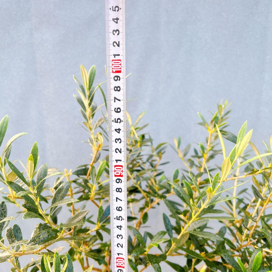 現品　創樹　オリーブの木　オリーブ　マンザニロ　8番　観葉植物　野外　希少　果樹