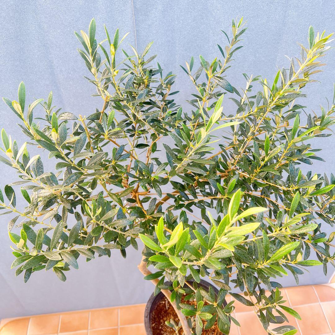 現品　創樹　オリーブの木　オリーブ　マンザニロ　8番　観葉植物　野外　希少　果樹