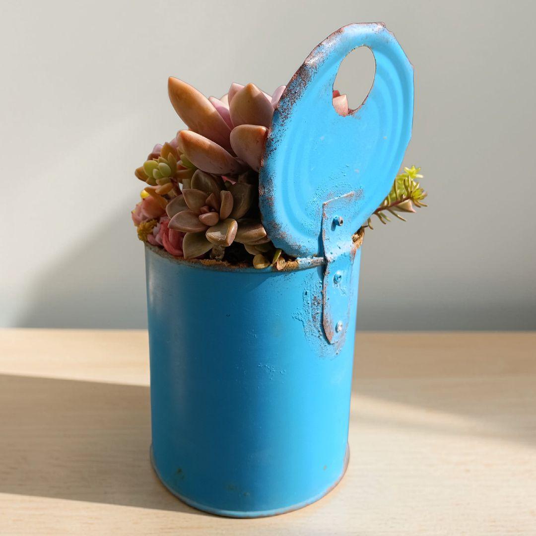 そのまま飾れる 多肉植物 寄せ植え ブリキ鉢 ジャンクガーデン - メルカリ