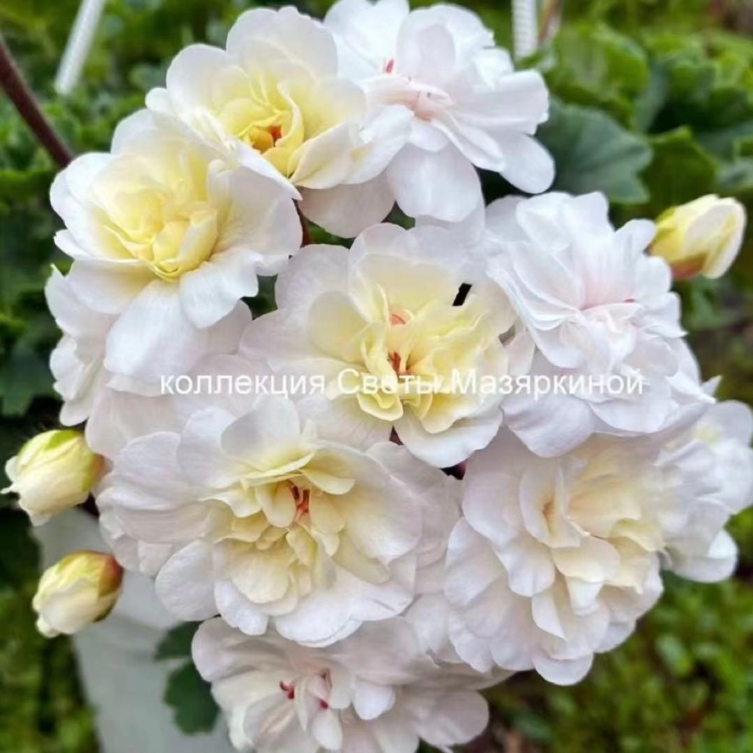 希少品種ゼラニウム 超珍しいゼラニウム レア品種ゼラニウムNMG02