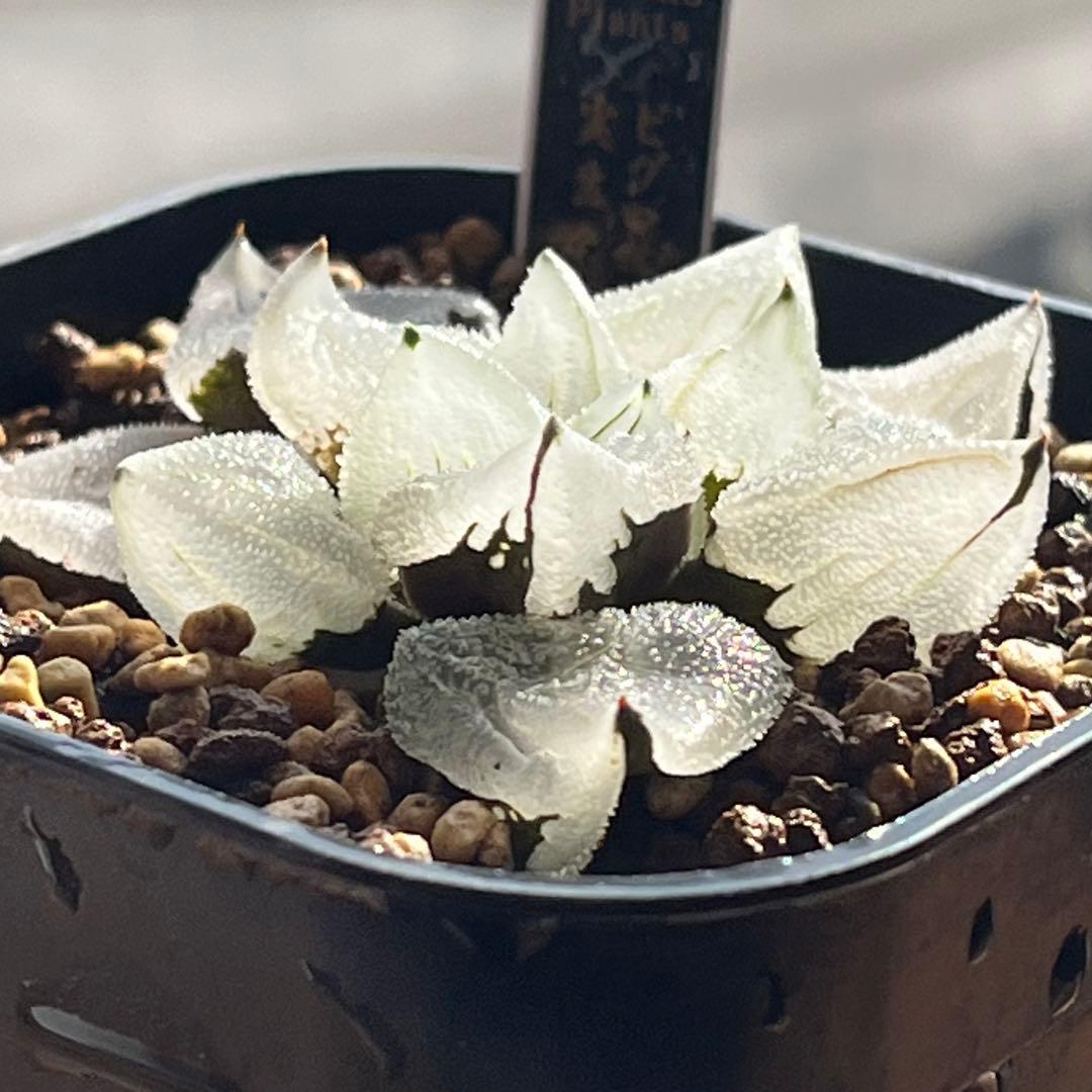 ハオルチア ピグマエアミュータント　実生　特異株