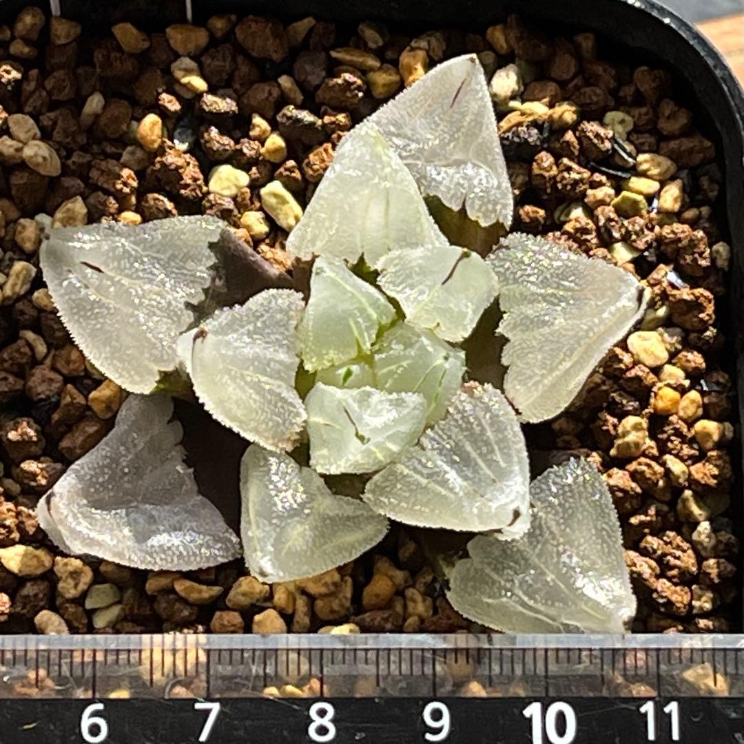 ハオルチア ピグマエアミュータント　実生　特異株