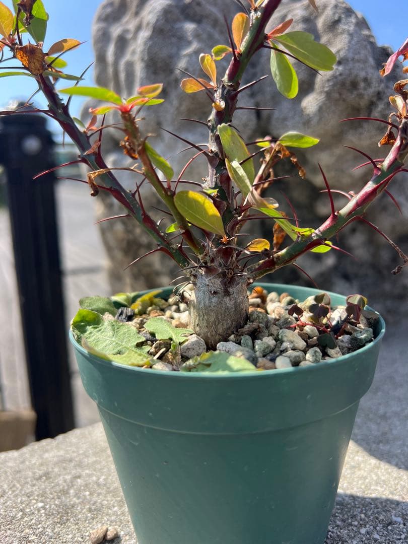 フォークイエリアファシクラータ　2025年産　沖縄実生株