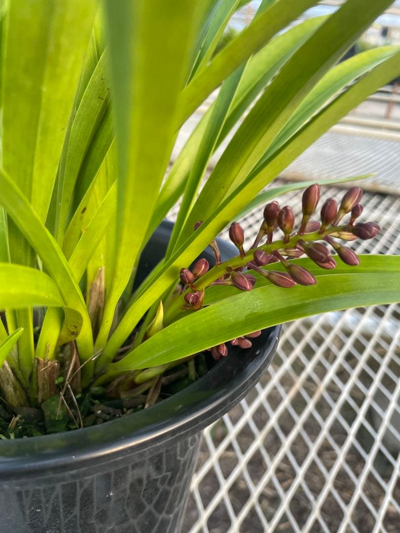 R8年キンリョウヘン花芽4本#6 - メルカリ