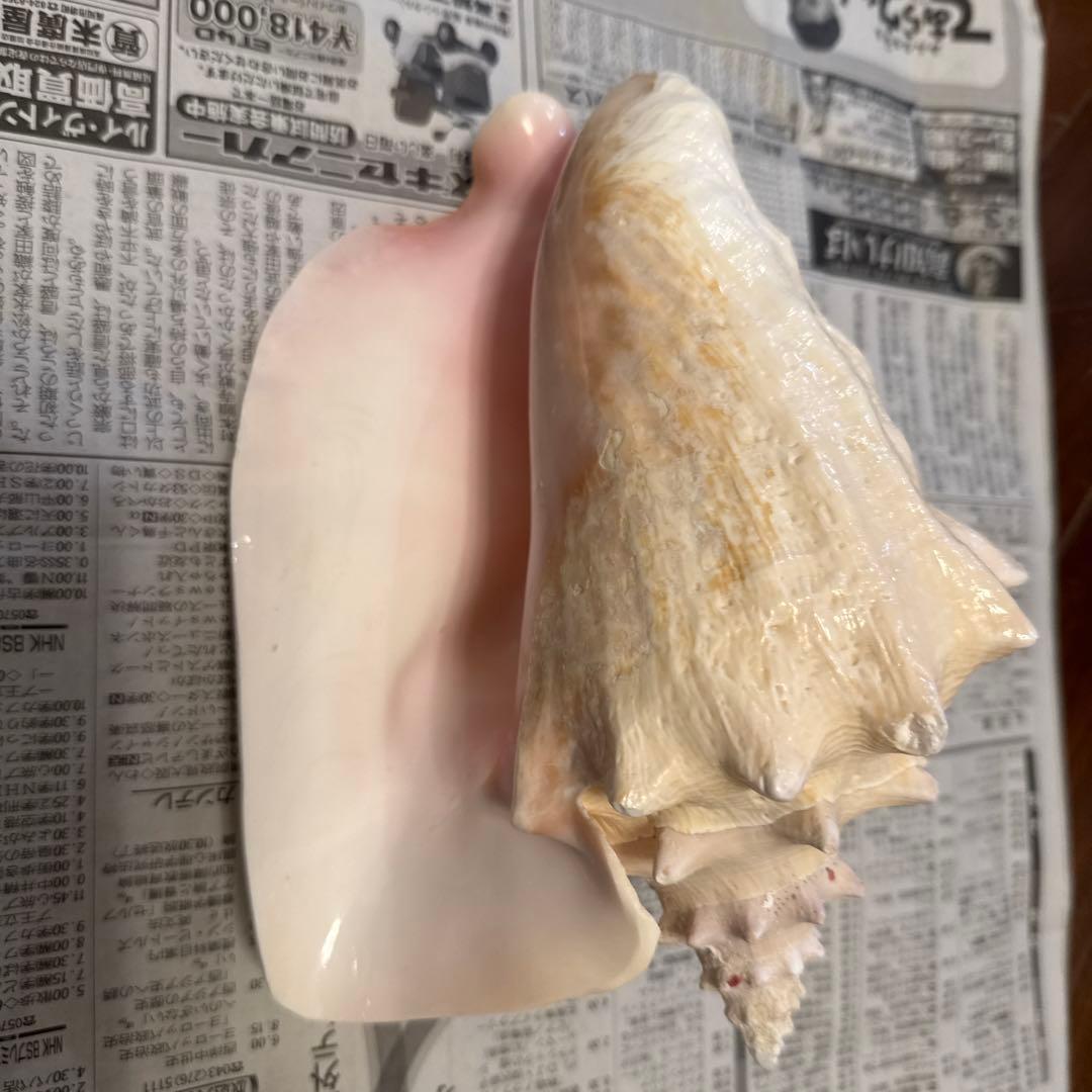 法螺 ピンク貝