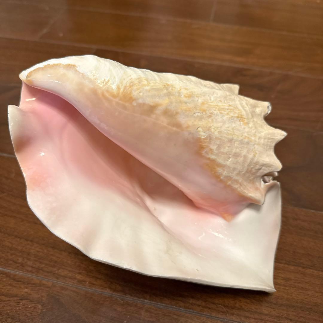 法螺 ピンク貝