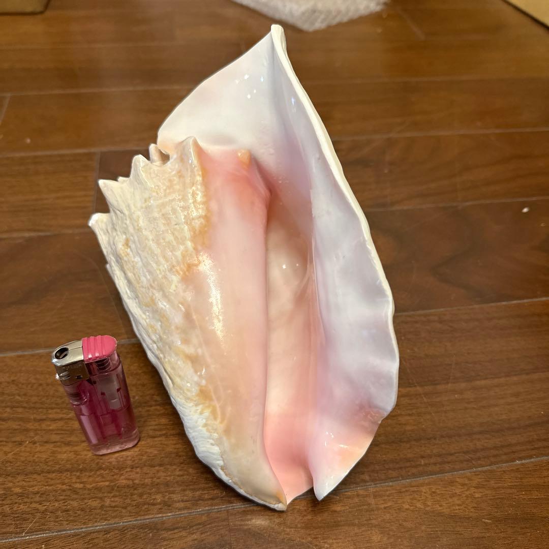 法螺 ピンク貝