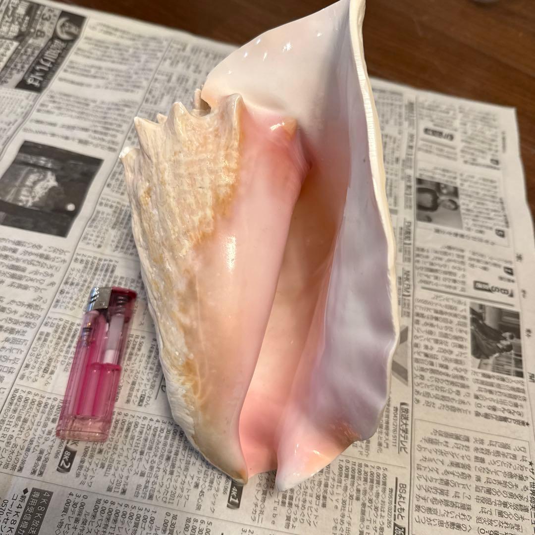 法螺 ピンク貝